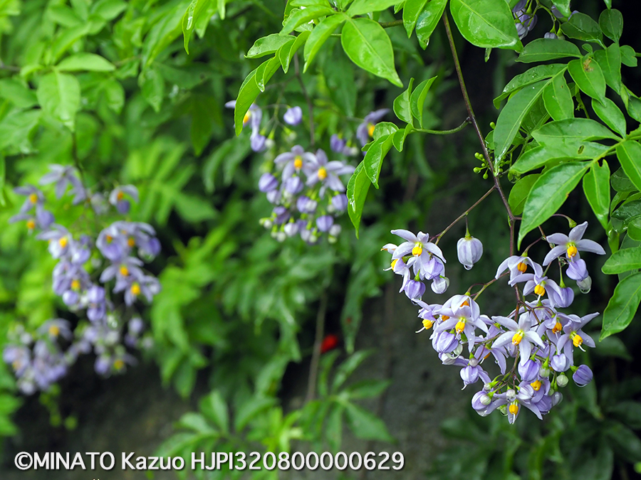 フサナリツルナスビ