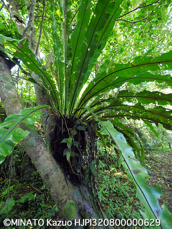 オオタニワタリの一種