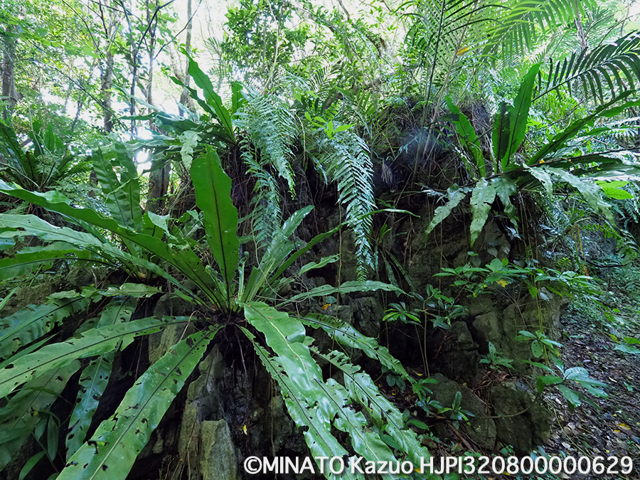 オオタニワタリの一種