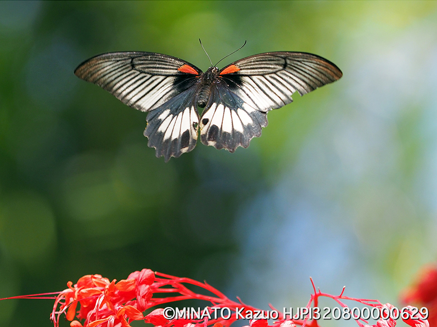 ナガサキアゲハ雌