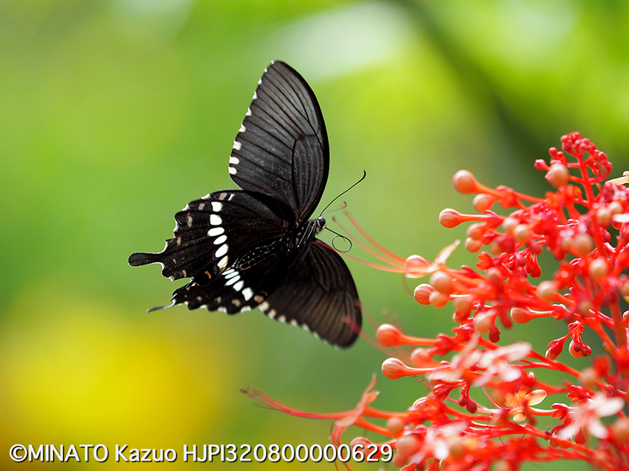 シロオビアゲハ