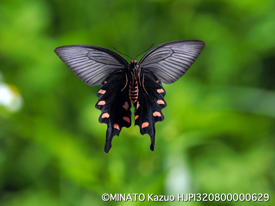 ジャコウアゲハ