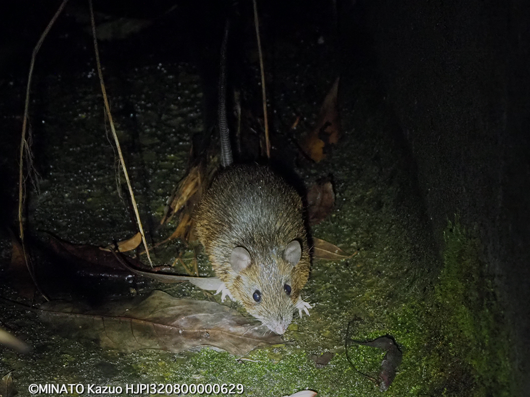 オキナワトゲネズミ