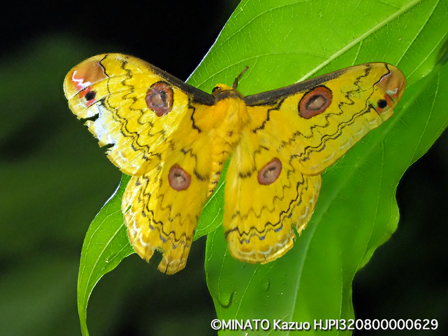 ハグルマヤママユ