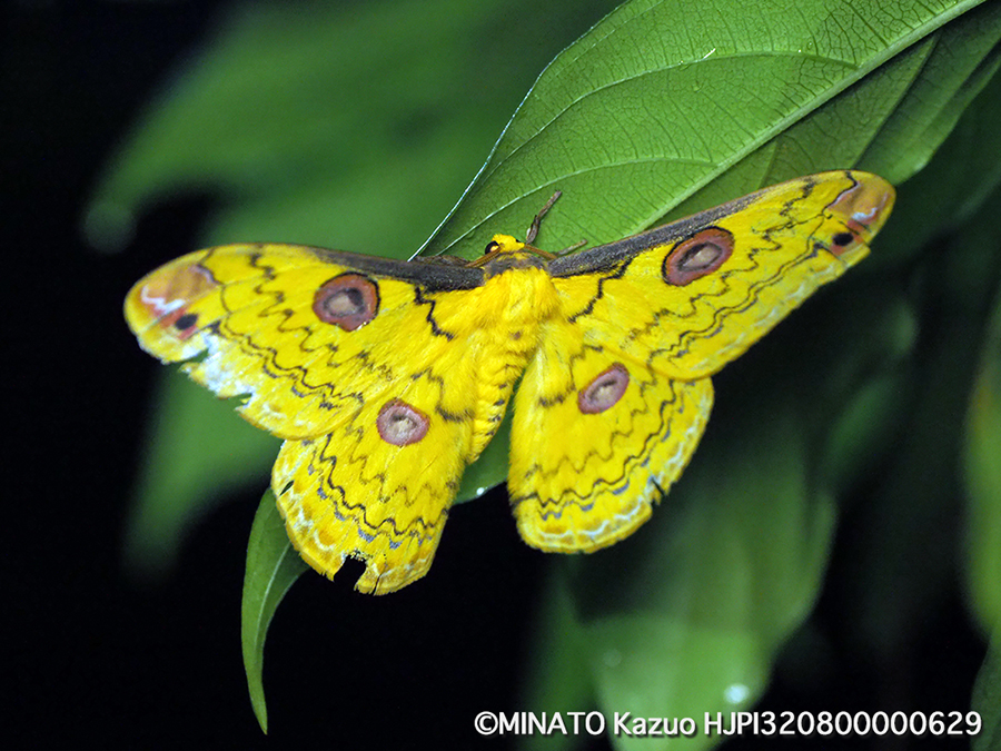 ハグルマヤママユ