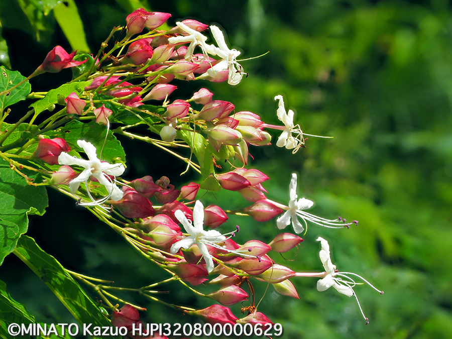 ショウロクサギ