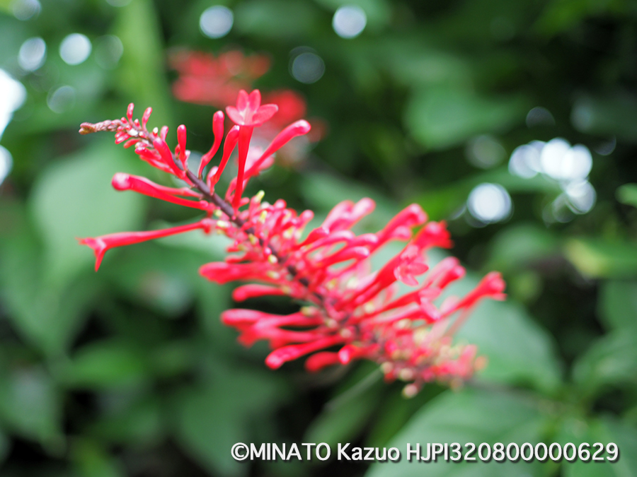 テスト撮影(AF最大倍率)