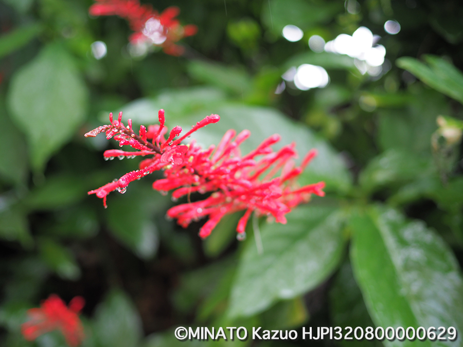 テスト撮影(MF最大倍率)