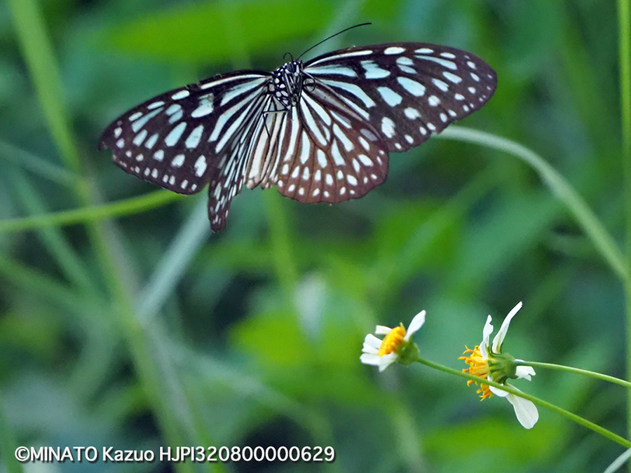 リュウキュウアサギマダラ
