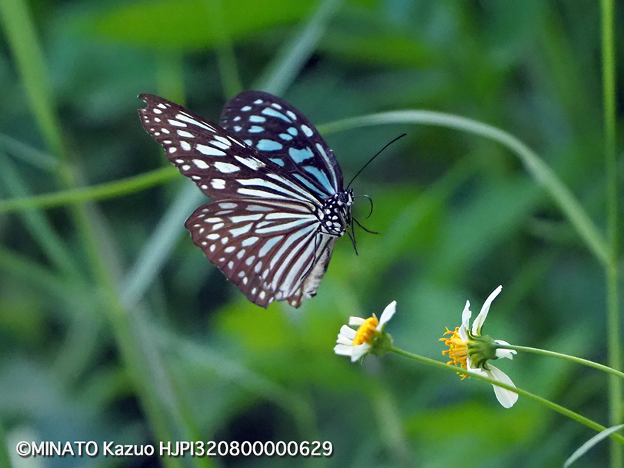 リュウキュウアサギマダラ