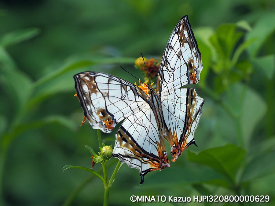 イシガケチョウ