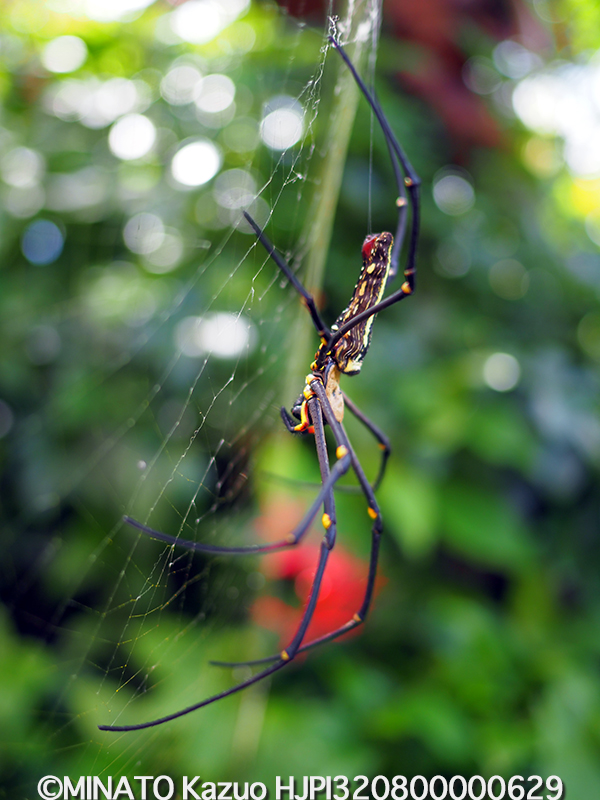オオジョロウグモ