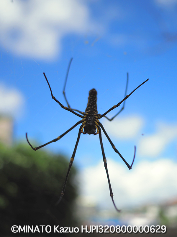 オオジョロウグモ