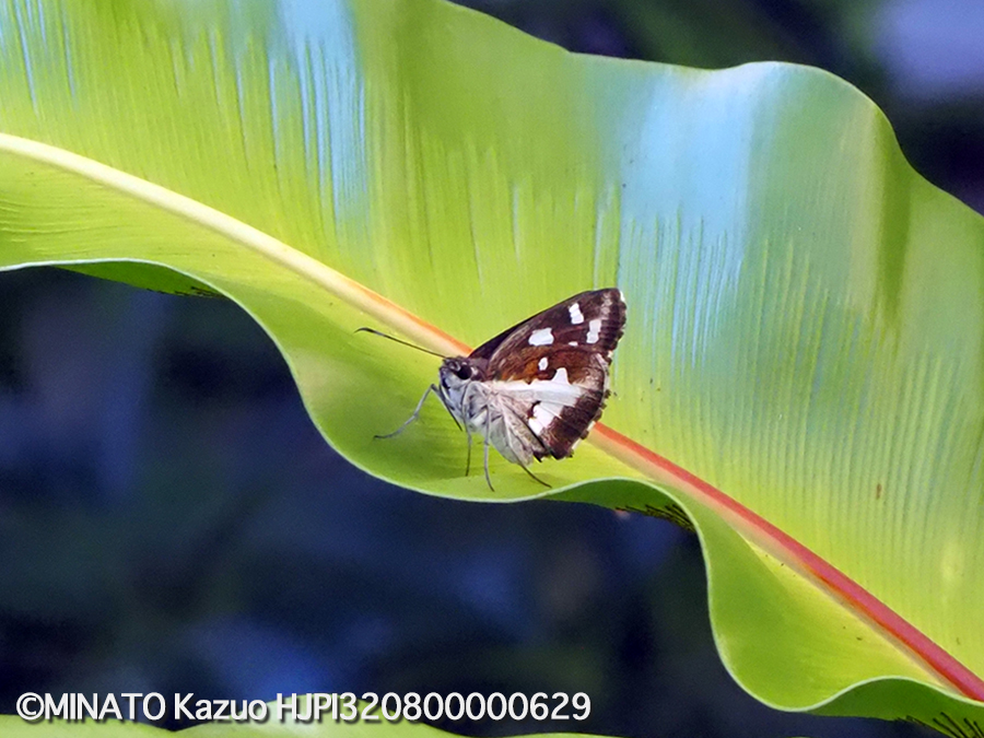 オオシロモンセセリ