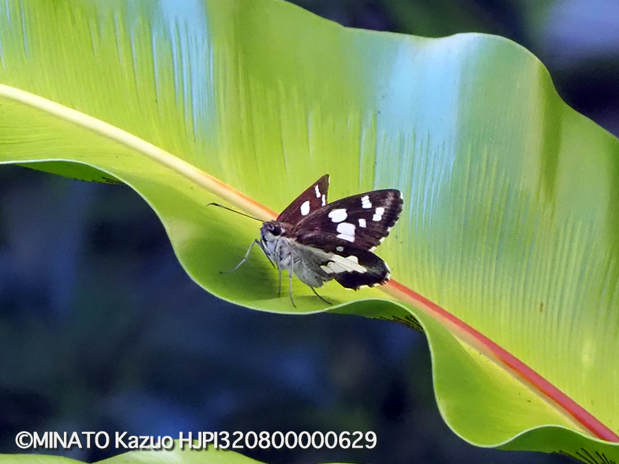 オオシロモンセセリ