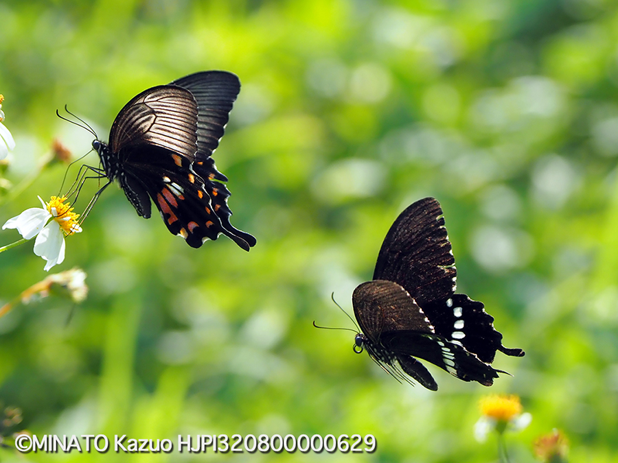 シロオビアゲハ