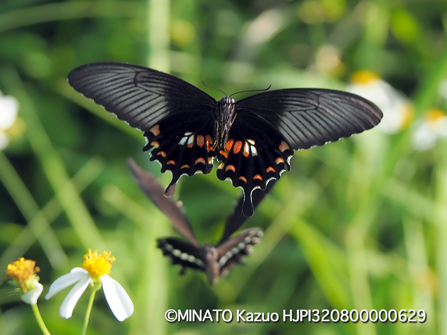 シロオビアゲハ