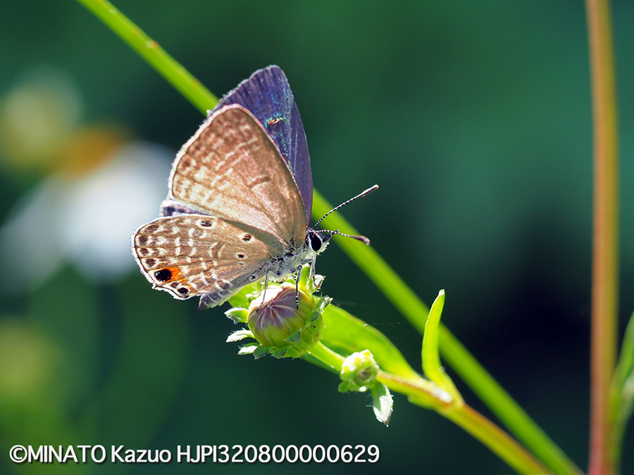 クロマダラソテツシジミ