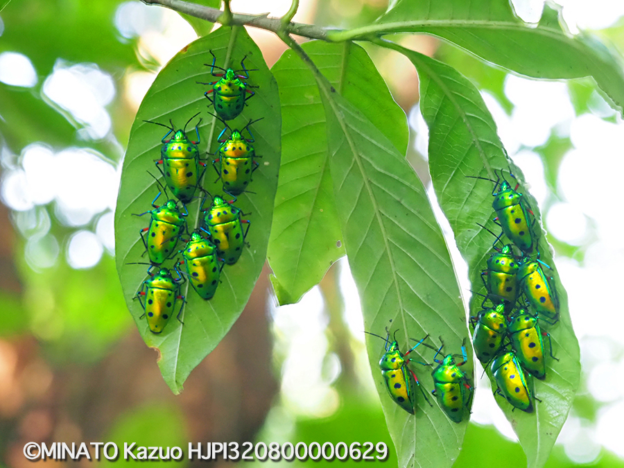 ナナホシキンカメムシ