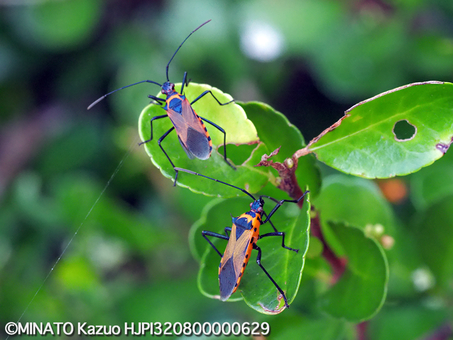 フタスジハリカメムシ