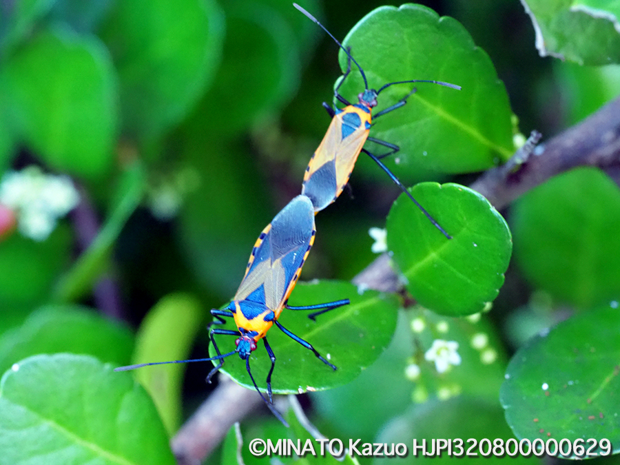 フタスジハリカメムシ