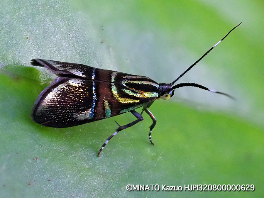 イヌビワオオハマキモドキ