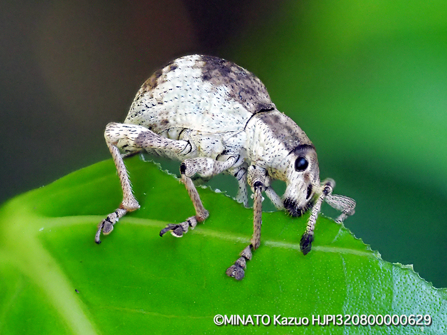 オキナワクワゾウムシ