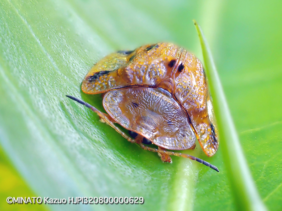 ヨツモンカメノコハムシ