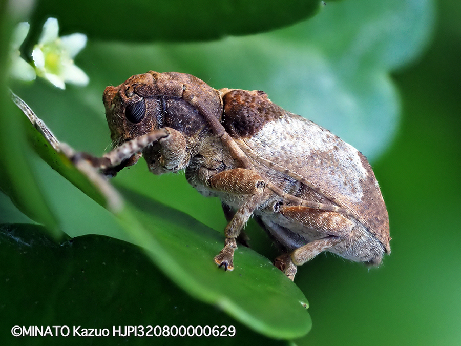 ワモンサビカミキリ