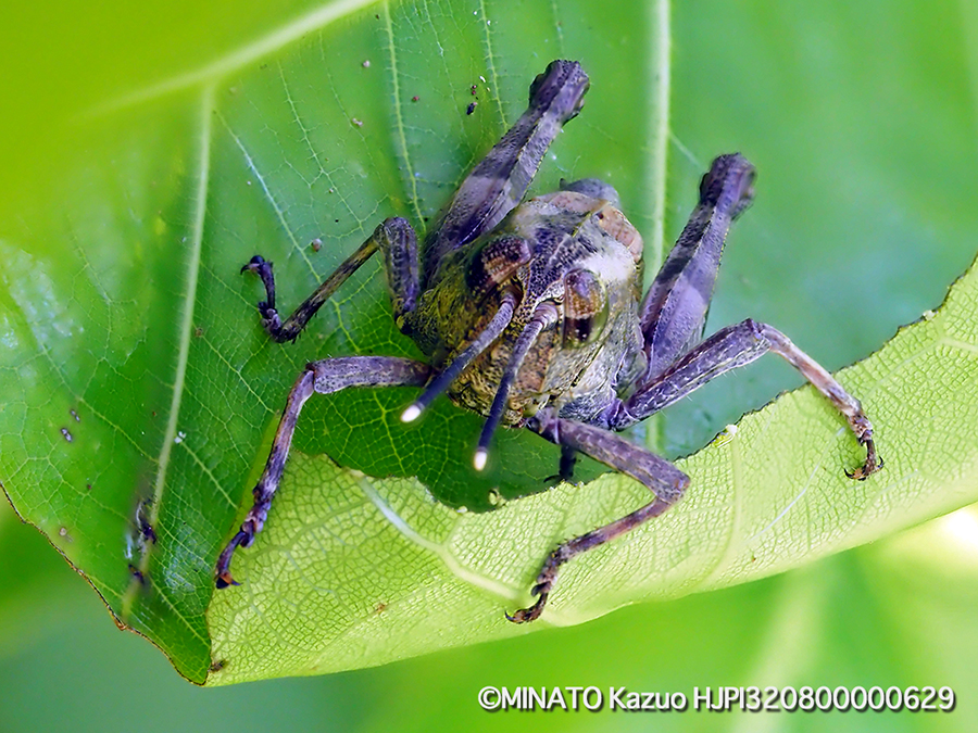 オキナワモリバッタ