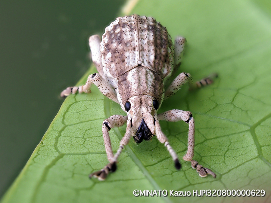 オキナワクワゾウムシ
