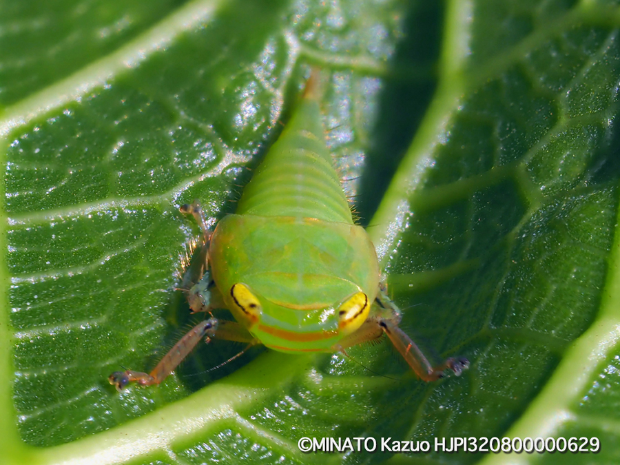 オサヨコバイ幼虫