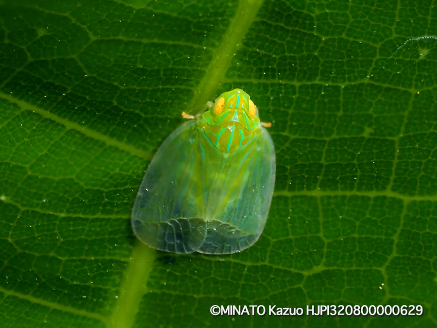 ミドリグンバイウンカ