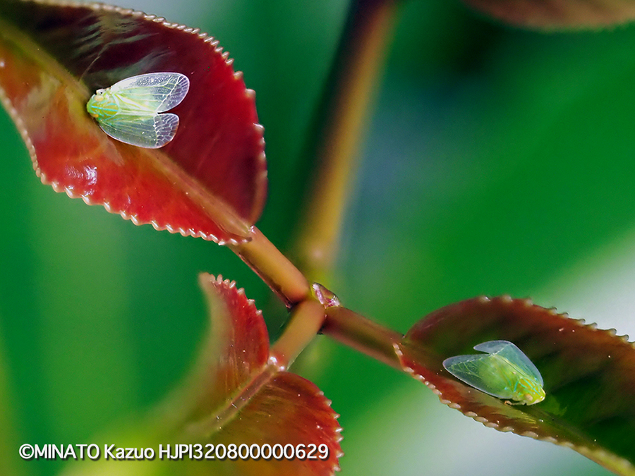 ミドリグンバイウンカ