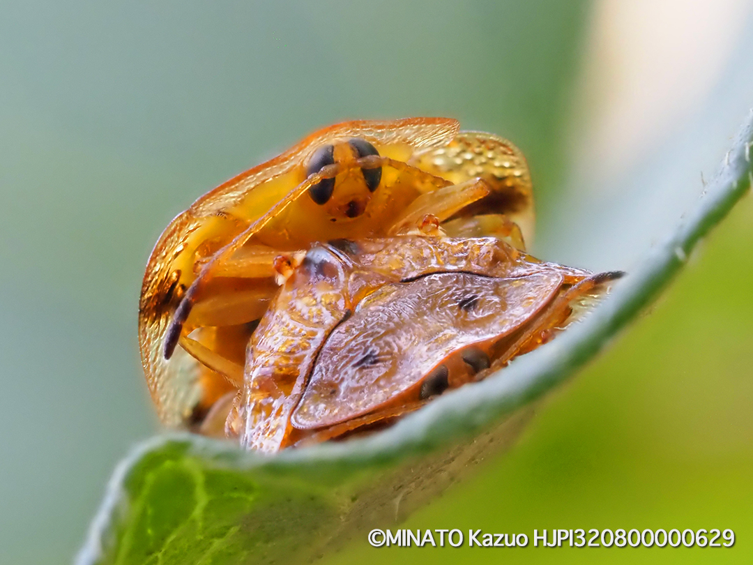 ヨツモンカメノコハムシ