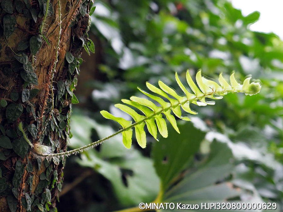 着生シダ