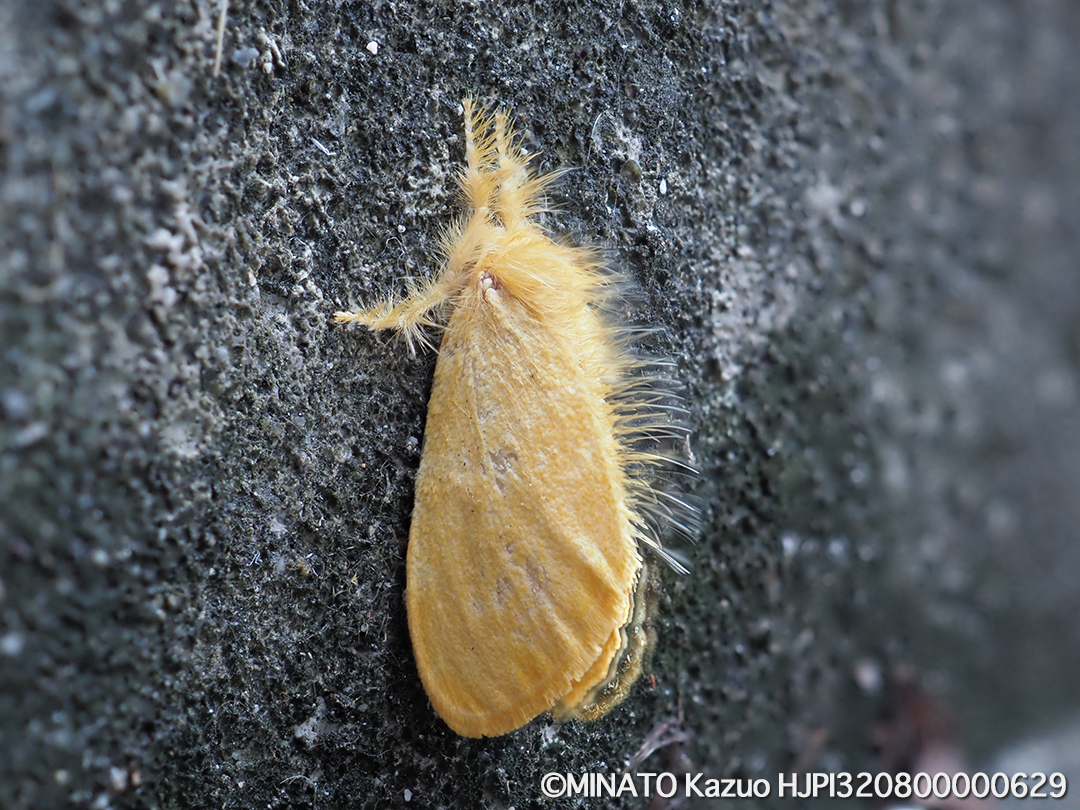 タイワンキドクガ