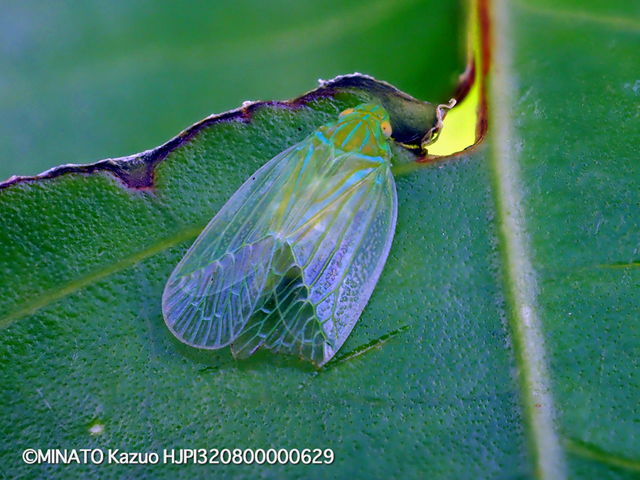 ミドリグンバイウンカ