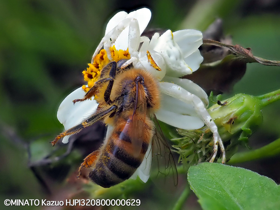 オキナワアズチグモ
