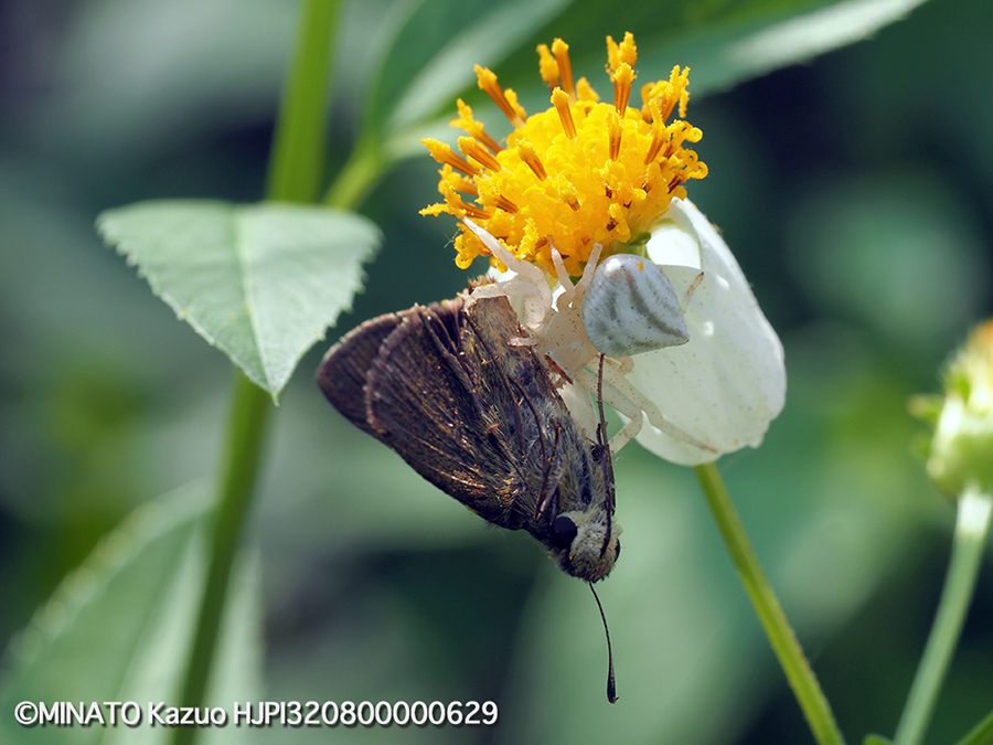 オキナワアズチグモ