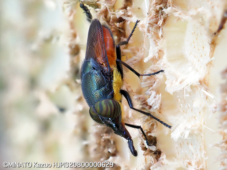 ツマグロキンバエ