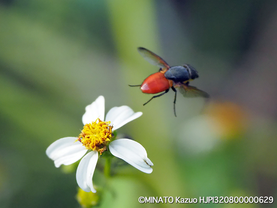 ツマグロキンバエ