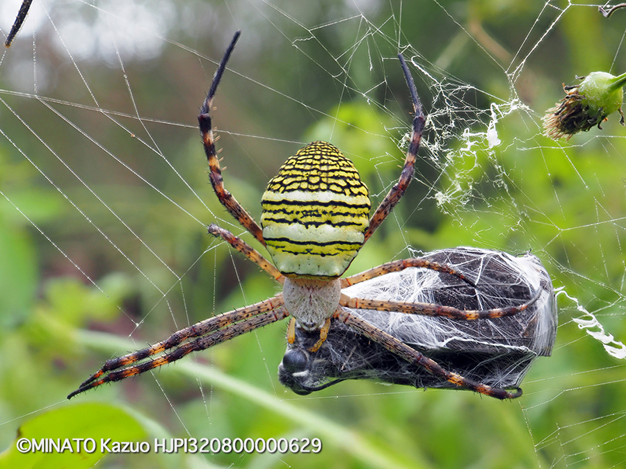 ナガマルコガネグモ