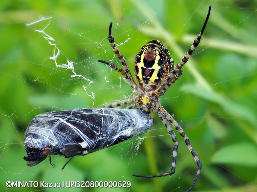 ナガマルコガネグモ