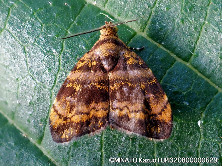 オキナワハマキモドキ