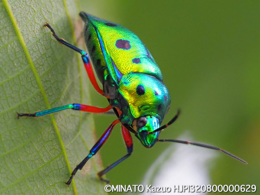 ナナホシキンカメムシ