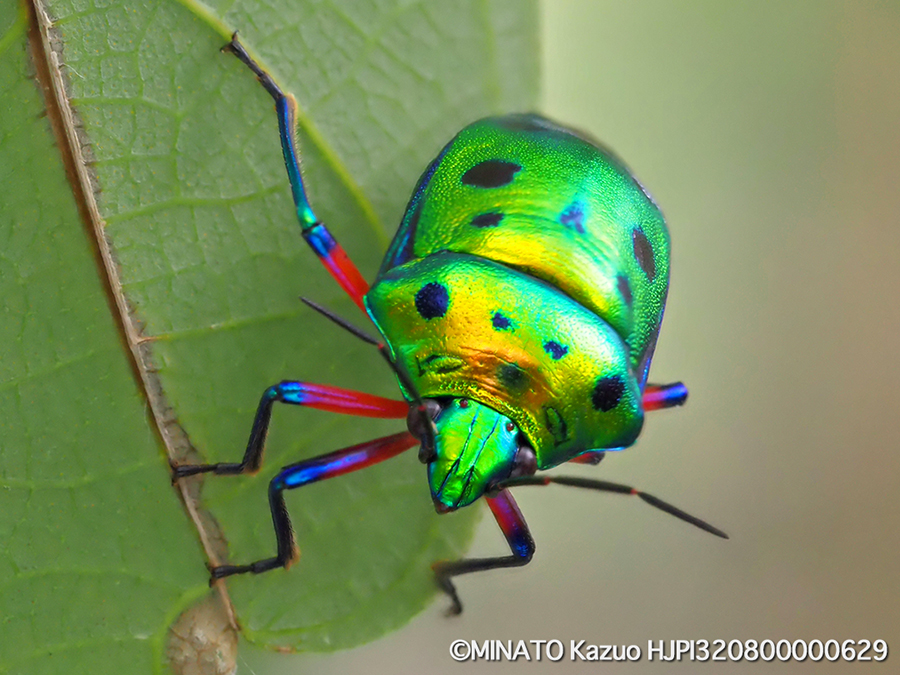 ナナホシキンカメムシ