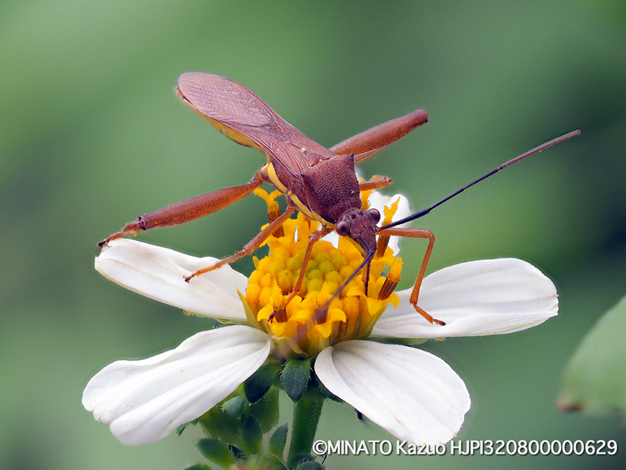 キスジホソヘリカメムシ
