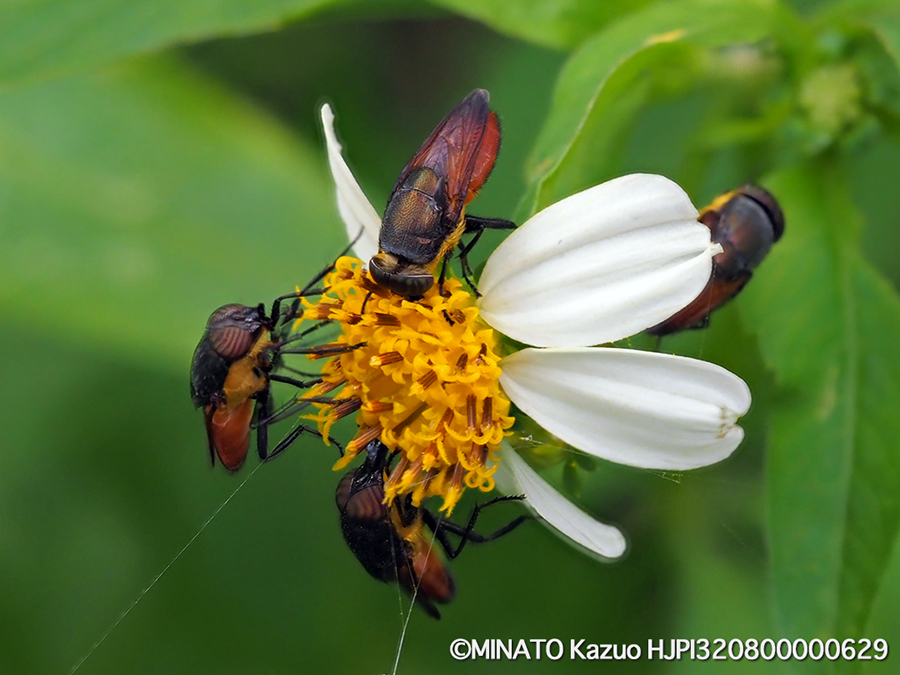 ツマグロキンバエ