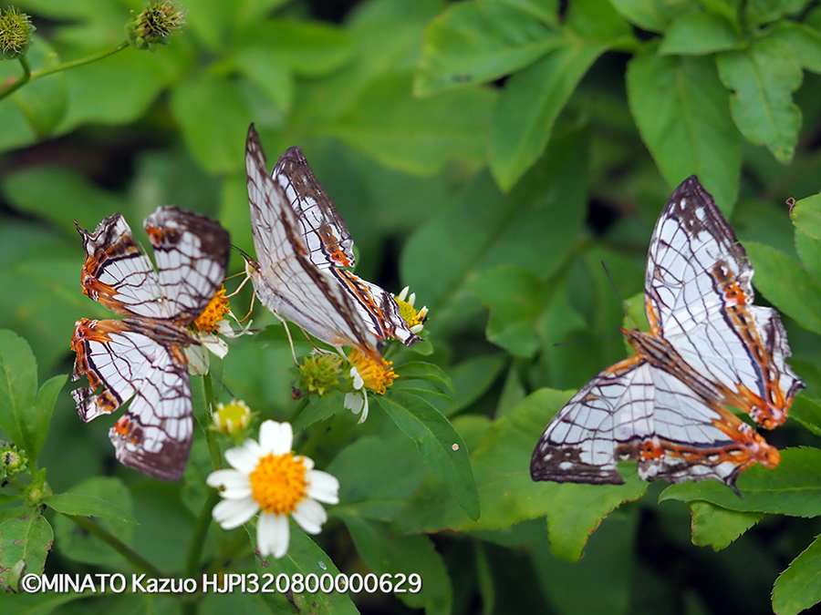 イシガケチョウ